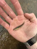 Blackbanded Darter, photographed in Alabama