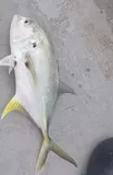 Crevalle Jack, photographed in Bahia