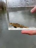 Blueside Darter, photographed in Tennessee