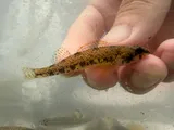Bluespar Darter, photographed in Virginia