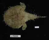 Reticulate Goosefish, photographed in Florida