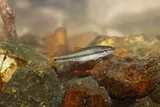 Redtail Chub, photographed in Tennessee