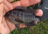 Black Acara, photographed in Florida