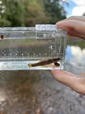 Speckled Madtom, photographed in Alabama