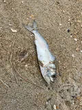 Atlantic Menhaden, photographed in North Carolina