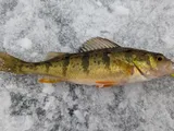 Yellow Perch, photographed in Michigan