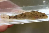 Potomac Sculpin, photographed in Maryland