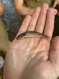 Fatlips Minnow, photographed in North Carolina