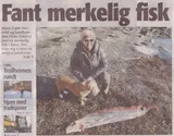 Dealfish, photographed in Møre og Romsdal