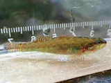 Brown Darter, photographed in Florida