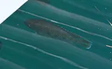 Spotted Tilapia, photographed in Florida