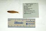 Channel Shiner, photographed in Illinois