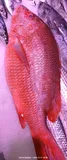Northern Red Snapper