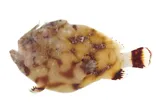 Pygmy Frogfish, photographed in Tuamotu-Gambier