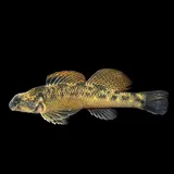 Longfin Darter, photographed in Virginia