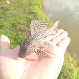 Amazon Sailfin Catfish, photographed in Cusco