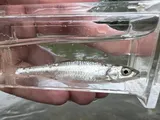 Silver Shiner, photographed in Kentucky