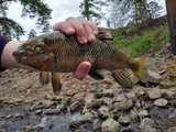 Sharpfin Chubsucker, photographed in Mississippi