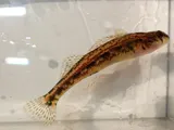 Bandfin Darter, photographed in Kentucky