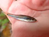 Blue Shiner, photographed in Tennessee