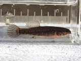 Eastern Mudminnow, photographed in New Jersey