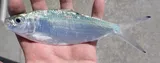 Atlantic Thread Herring, photographed in Florida