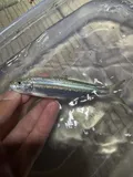 Round Sardinella, photographed in Florida