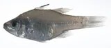Robbermask Cardinalfish, photographed in Sorsogon