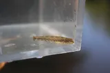 Brighteye Darter, photographed in Tennessee