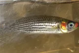 Russetfin Topminnow, photographed in Florida