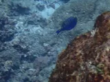 Spotted Boxfish, photographed in Veraguas