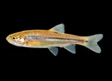 Rio Grande Chub, photographed in New Mexico