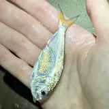 Gulf Menhaden, photographed in Texas
