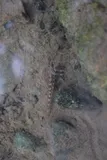 Corrugated Darter, photographed in Tennessee