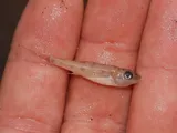 Trout-perch, photographed in Ontario