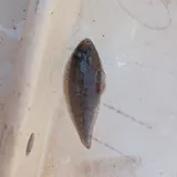 Blackcheek Tonguefish, photographed in Virginia