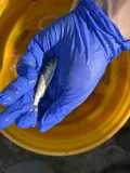 Chinook Salmon, photographed in California