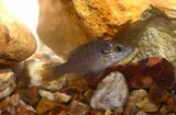 Longear Sunfish, photographed in Tennessee