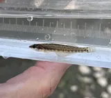 Slenderhead Darter, photographed in Ohio