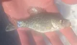 Black Crappie, photographed in Michigan