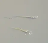 Blotched Gambusia, photographed in Durango