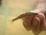 Alabama Darter, photographed in Alabama