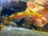 Ozark Madtom, photographed in Arkansas