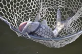 Gafftopsail Catfish, photographed in Florida