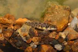 Slabrock Darter, photographed in Tennessee