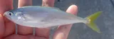 Leatherjack, photographed in Florida