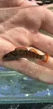 Greenbreast Darter, photographed in Alabama