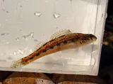 Bandfin Darter, photographed in Kentucky