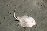 Atlantic Stingray, photographed in South Carolina