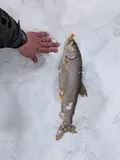 Lake Trout, photographed in Colorado